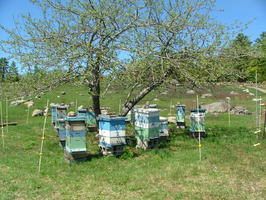 Bee Hives in the fields