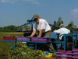 A mechanical harvester collects and winnows berries