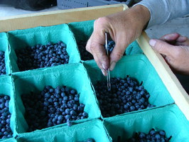 Picking out blueberries from cartons with tweezers